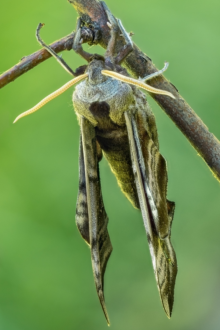 Nastrosz polpawik (Smerinthus ocellatus) (5)